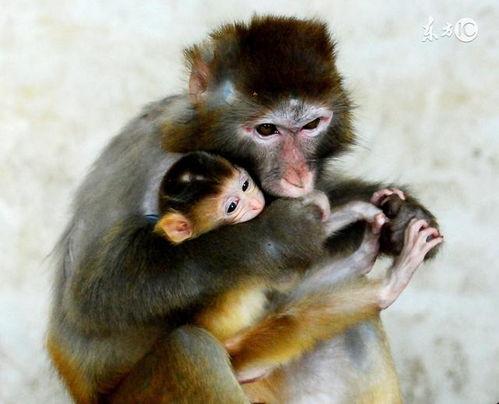 大母猴吃瓜,一场生态与美食的奇妙邂逅