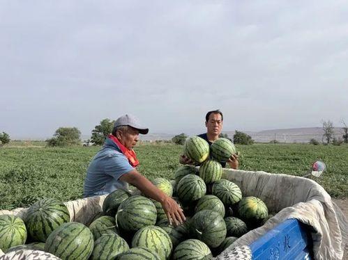 市内吃瓜拍照,一窥都市生活瞬间