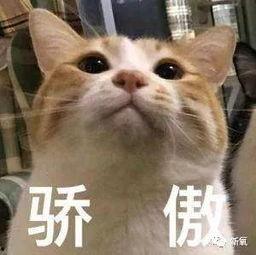 羊崽崽吃瓜,羊崽崽的夏日瓜趣之旅