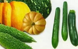 飞毛腿吃瓜,一场奇妙的美食冒险之旅