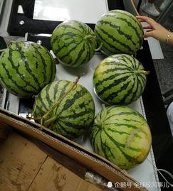 请班长吃瓜,一场校园里的欢乐盛宴