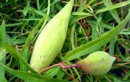 地野瓜怎么吃,解锁美味新体验