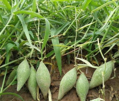 地野瓜怎么吃,解锁美味新体验