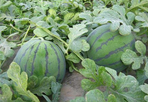 地野瓜怎么吃,解锁美味新体验