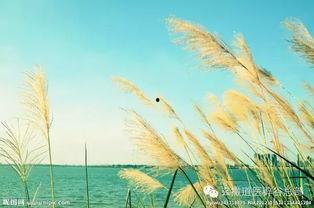 辟谷期间可以吃瓜,瓜果清甜，健康生活新体验