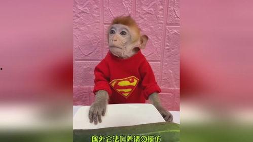 吃瓜搞笑神器,揭秘吃瓜搞笑神器的欢乐之旅