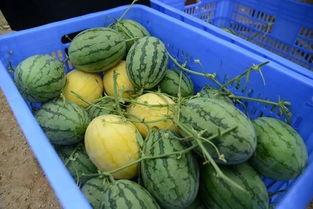 吃瓜福建家长群,家长们的社交新天地