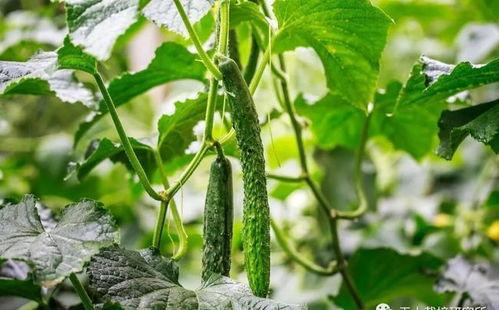 回头瓜可以吃吗,揭秘其食用安全与美味之谜