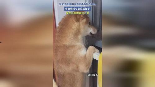 狗狗阳台吃瓜图片,欢乐瞬间定格