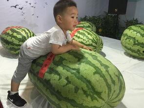 吃瓜事件济宁,揭秘背后真相与网络舆论风暴