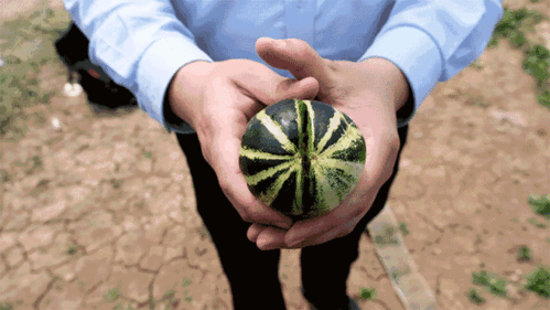 吃瓜事件济宁,揭秘背后真相与网络舆论风暴