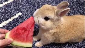 小兔宝吃瓜,小兔宝的甜蜜瓜果时光