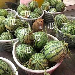 昨天的吃瓜,真相与反转