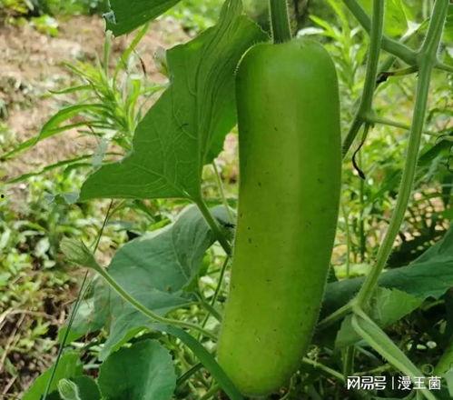 瓠子瓜如何煎着吃,家常煎瓜新尝试