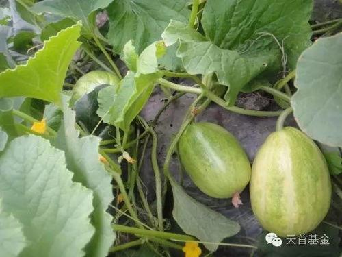 钱瓜怎么吃,解锁独特吃法，尽享美味人生