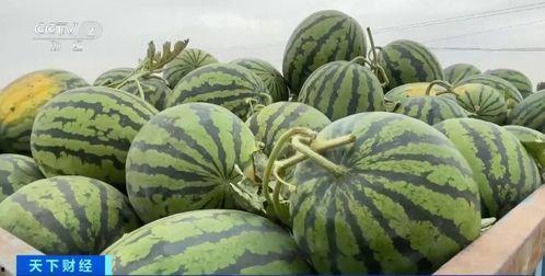 钱瓜怎么吃,解锁独特吃法，尽享美味人生