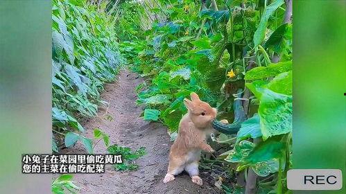 萌萌吃瓜兔,揭秘娱乐圈那些不为人知的幕后故事