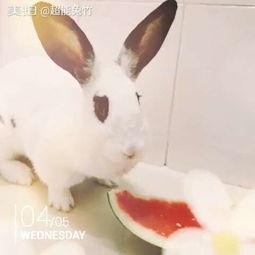 萌萌吃瓜兔,揭秘娱乐圈那些不为人知的幕后故事