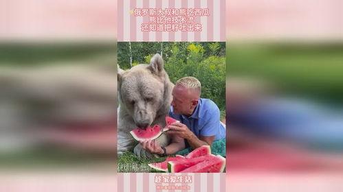 呆呆熊吃瓜,呆呆熊的甜蜜瓜果时光