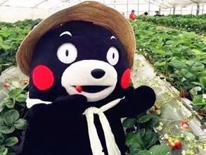 呆呆熊吃瓜,呆呆熊的甜蜜瓜果时光