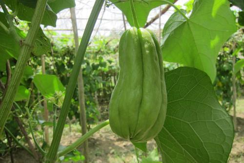 小孩咳嗽吃佛手瓜,天然食疗新选择