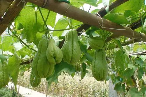 小孩咳嗽吃佛手瓜,天然食疗新选择