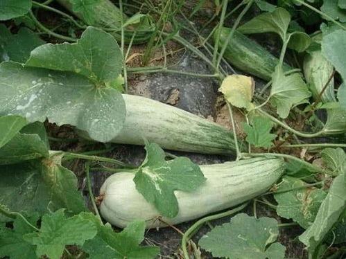 减肥可以吃酥瓜,轻松开启健康减肥之旅