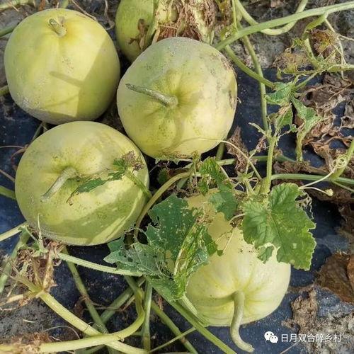 吃瓜电话,网络热议背后的真相与反思