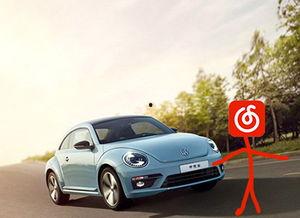 甲壳虫吃瓜,一场生态与自然的和谐交响