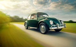 甲壳虫吃瓜,一场生态与自然的和谐交响