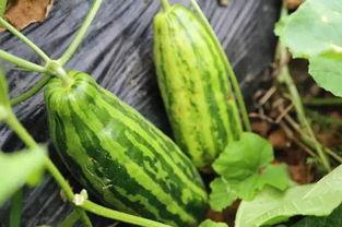 韩城人吃瓜状态,揭秘当地独特的“吃瓜”文化