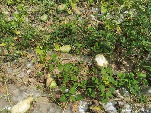 疫情大学吃瓜,大学里的“吃瓜”现象解析