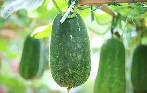 有啥瓜吃吗,揭秘那些你不知道的幕后瓜料