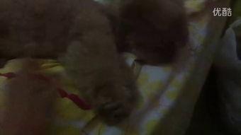 宝宝认真吃瓜视频