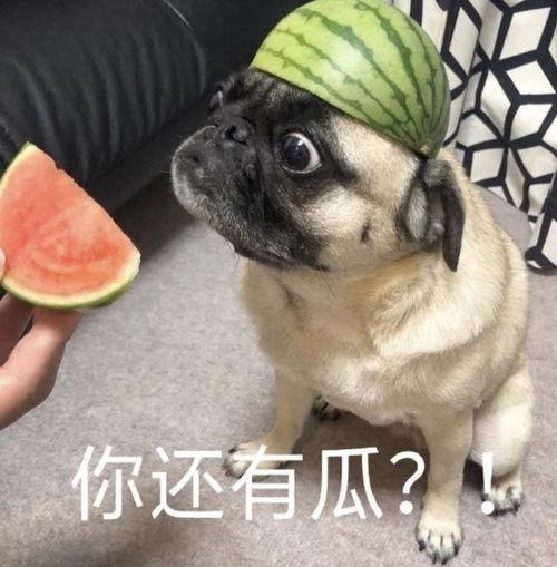 猩猩吃瓜表情包