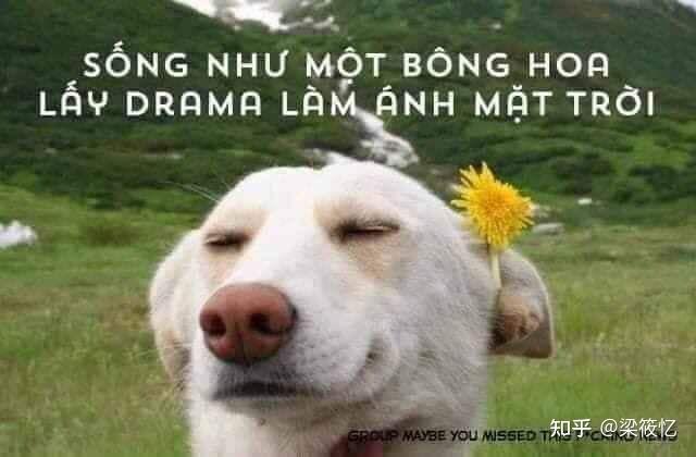 猩猩吃瓜表情包